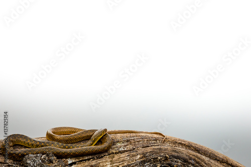 Very beautiful brown coloured Water Snake resting on a tree branch next to a lake in Keoladeo National Park, Bharatpur