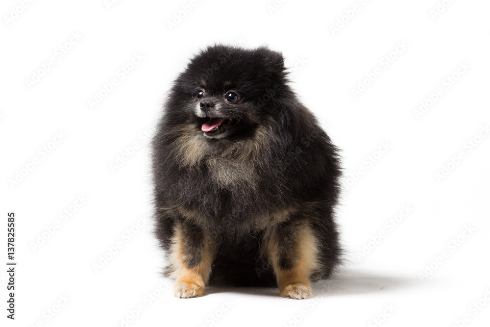 Obraz premium Black dog breed Pomeranian isolated on white