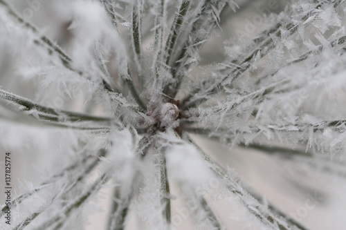 the tip of pine branches in the shape of a flower,covered with snowflakes closeup