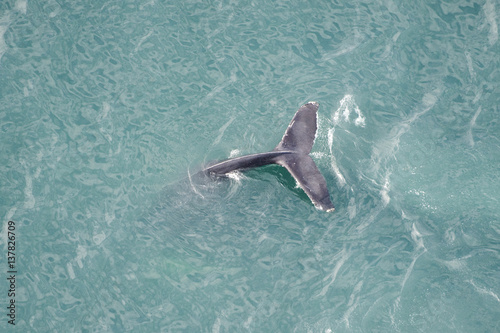 Aerial view of Humpback whale  fluking, Skjalfandi Bay photo