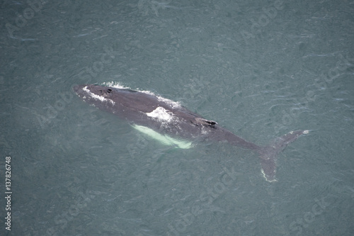 Aerial view of Humpback whale (Megaptera novaeangliae) at surface, Skjalfandi Bay, Northern Iceland, July 2009 photo