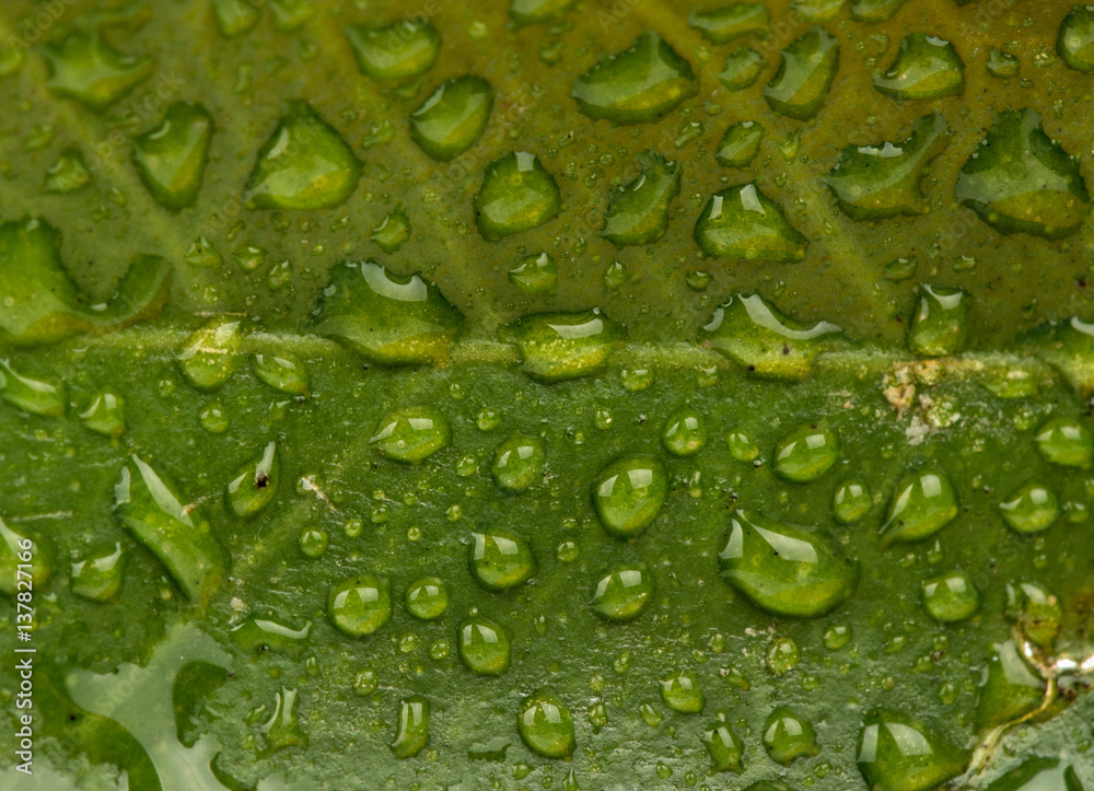Background leaf with drops