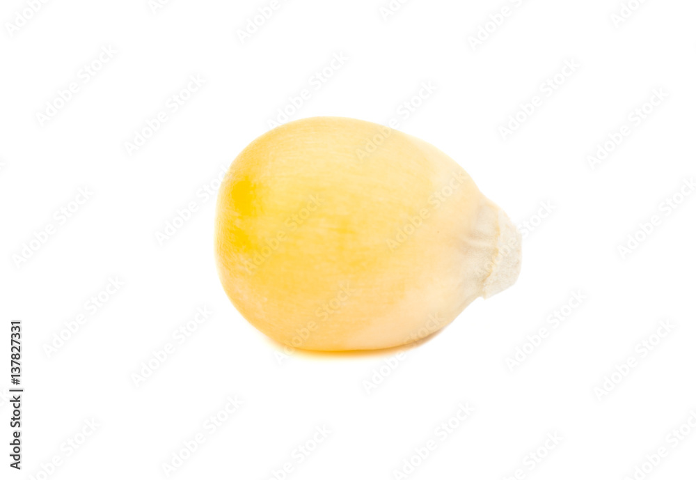 Dry corn grain Dry corn grain