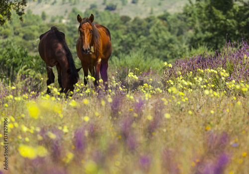 Retuerta horses (Equus ferus caballus) once native, now re-introduced to graze in Campanarios de Azaba Biological Reserve, a rewilding Europe Area, Salamanca, Castilla y Leon, Spain