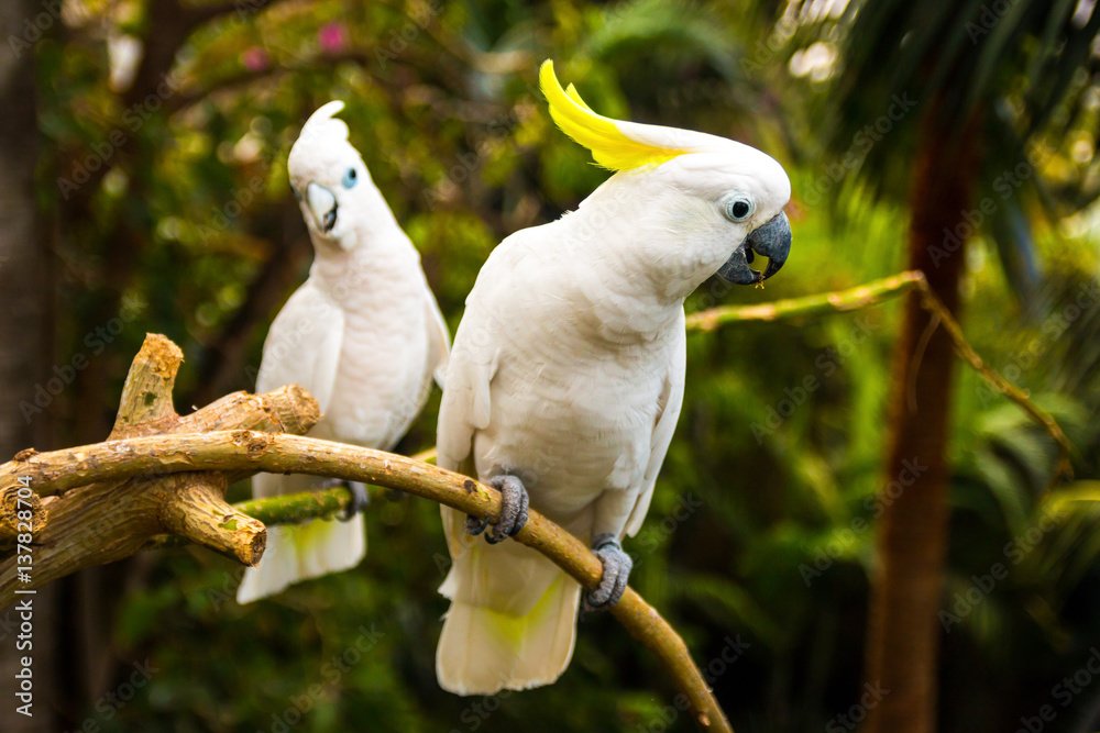 Fototapeta premium Dwa białe kakadu w Loro Park na Teneryfie