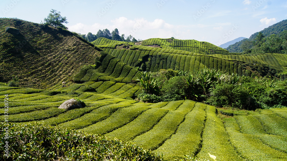 Tea fields in Malaysia