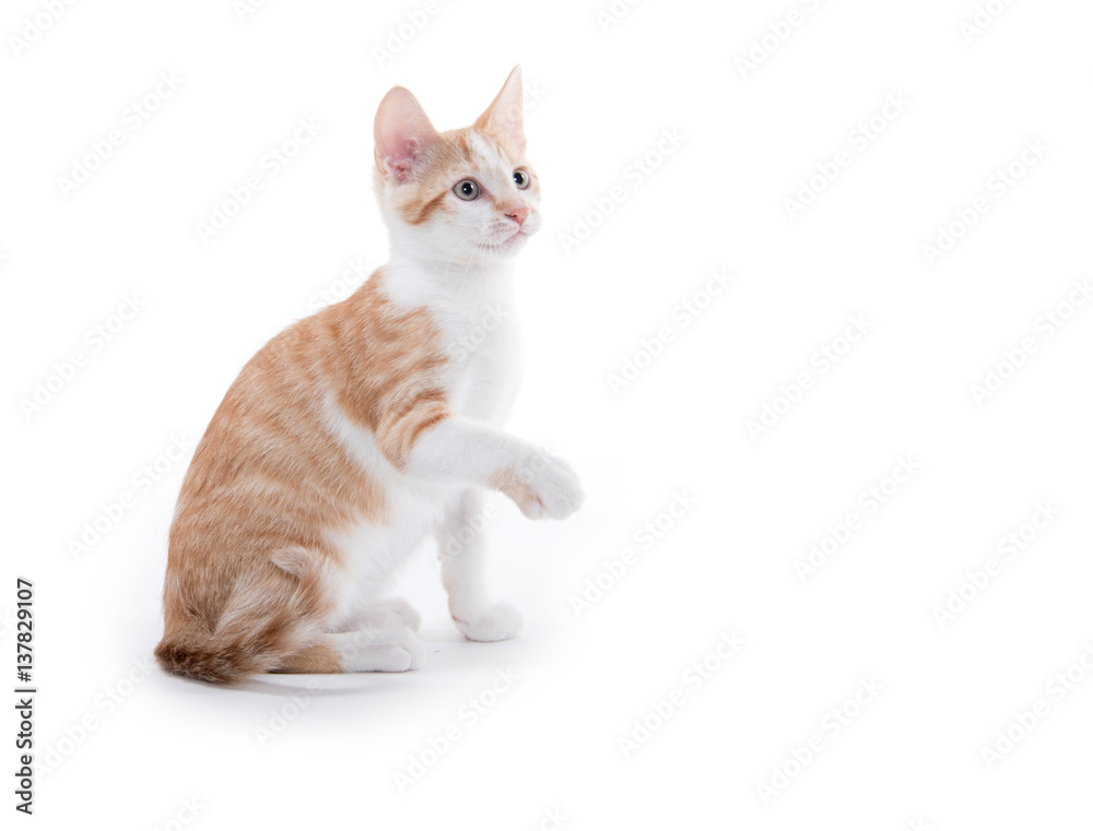 Obraz premium Cute yellow kitten playing