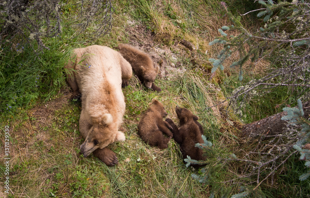 Obraz premium Brown bear sow and cubs sleeping