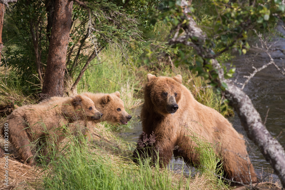 Obraz premium Alaskan brown bear sow and cubs