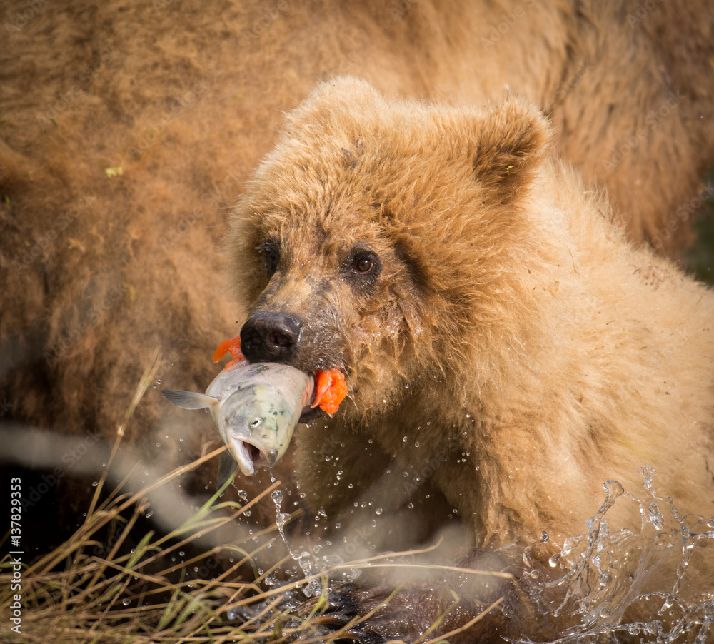 Obraz premium Alaskan brown bear cub with salmon