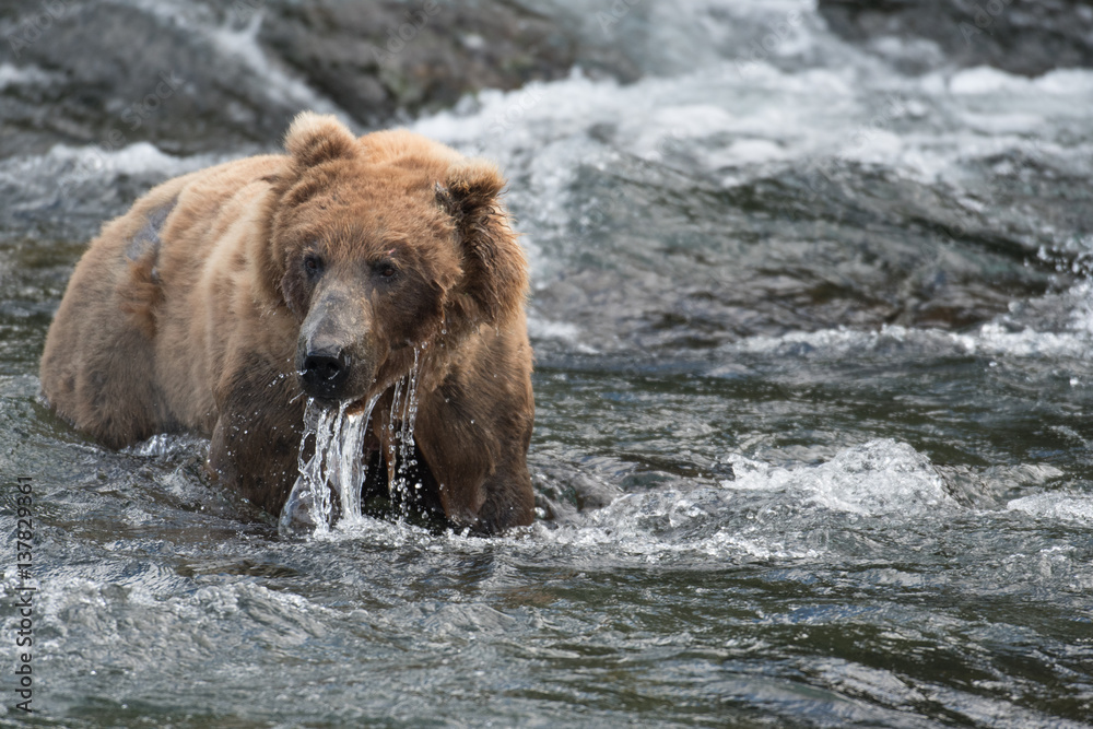 Alaskan brown bear in water Alaskan brown bear in water