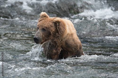 Alaskan brown bear in water © Tony Campbell