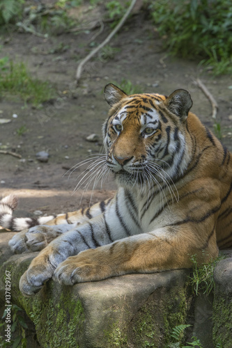 Fototapeta Naklejka Na Ścianę i Meble -  Tiger im Nürnberger Tiergarten
