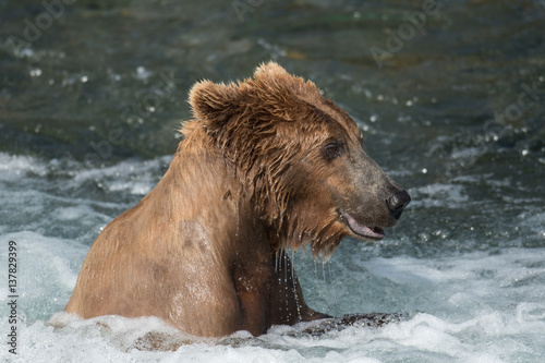Alaskan brown bear at Brooks Falls