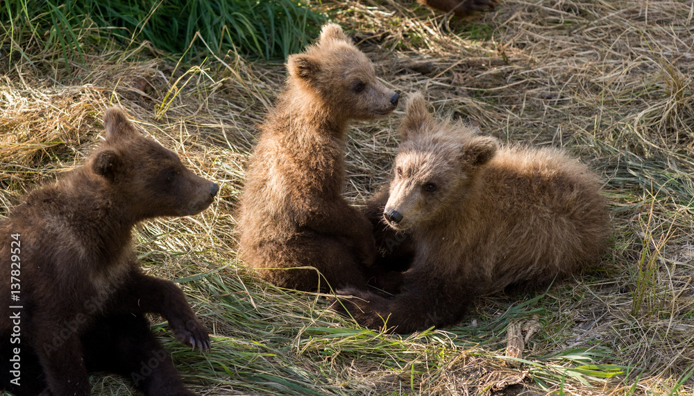 Fototapeta premium Brown bear cubs playing