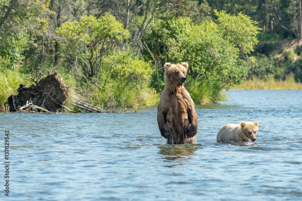 Alaskan brown bear sow and cub Alaskan brown bear sow and cub