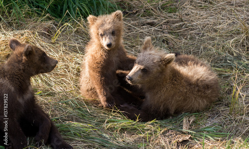 Brown bear cubs playing