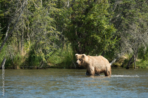 Alaskan brown bear in water