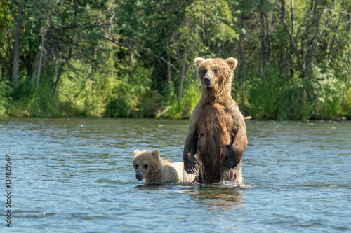 Alaskan brown bear sow and cub © Tony Campbell