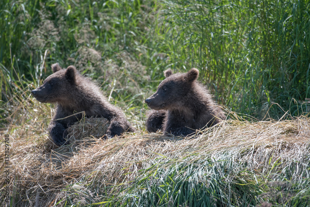 Fototapeta premium Alaskan brown bear cubs