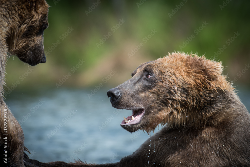 Two Alaskan brown bears fighting Two Alaskan brown bears fighting