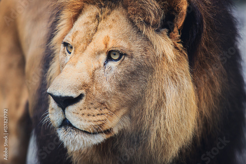 A beautiful portrait of a big wild male lion