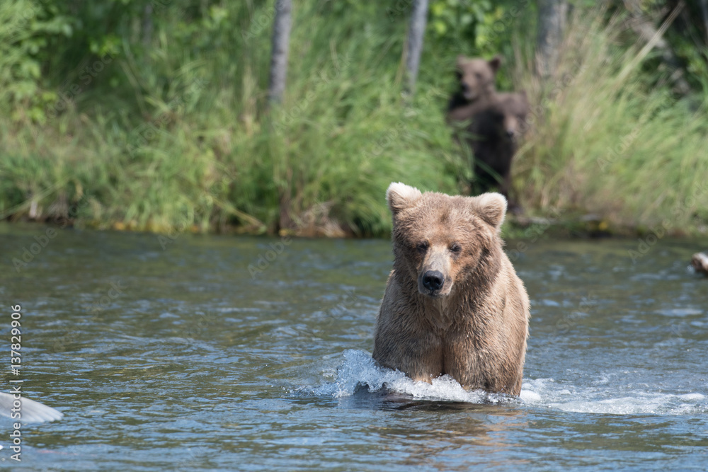 Alaskan brown bear sow and cubs Alaskan brown bear sow and cubs