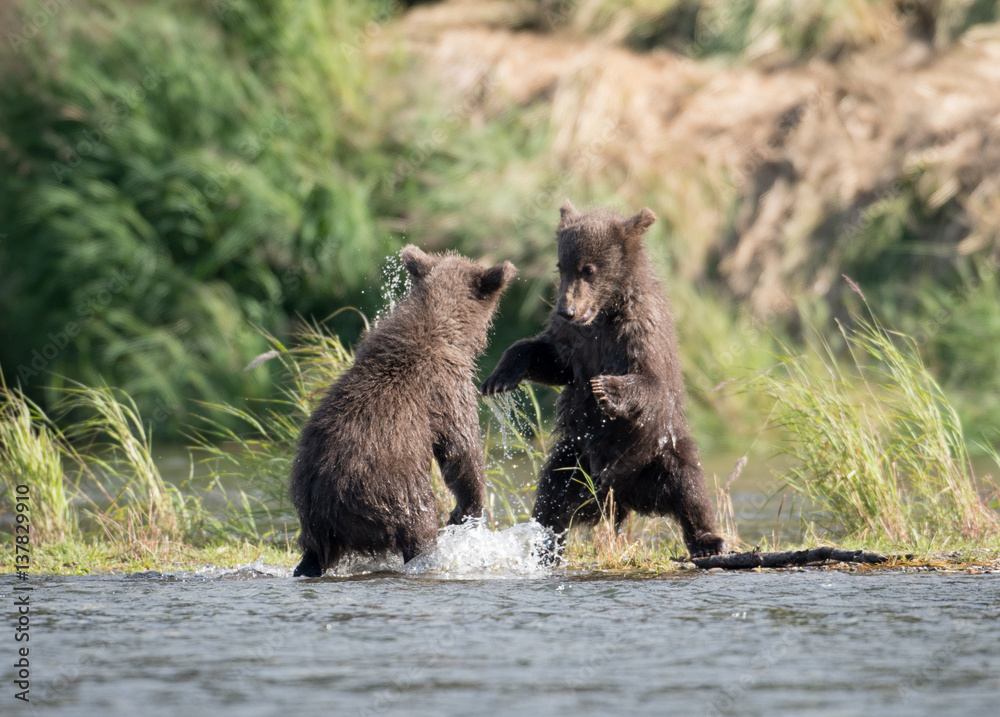 Two cute brown bear cubs playing Two cute brown bear cubs playing