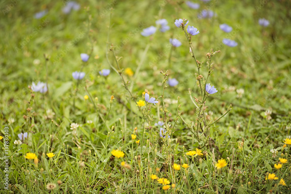 wild field flowers