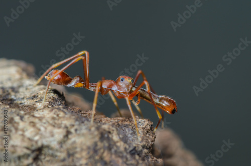 Kerengga ant-like jumper or Myrmarachne plataleoides, the beautiful spider look like Red ant.