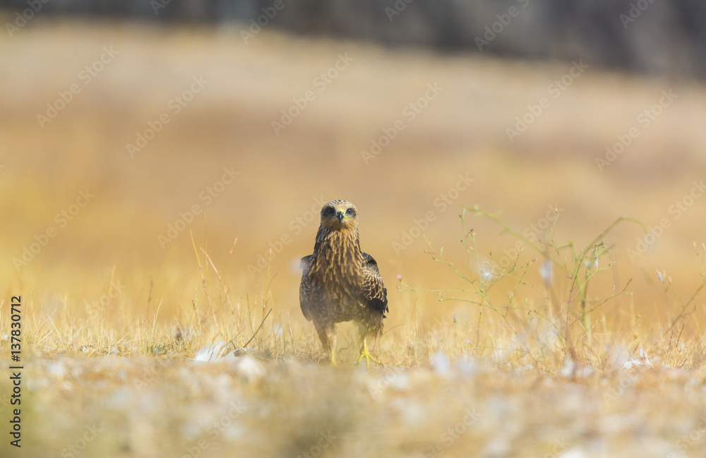 Black kite (Milvus migrans) on ground, Campanarios de Azaba Biological Reserve, a rewilding Europe area, Salamanca, Castilla y Leon, Spain