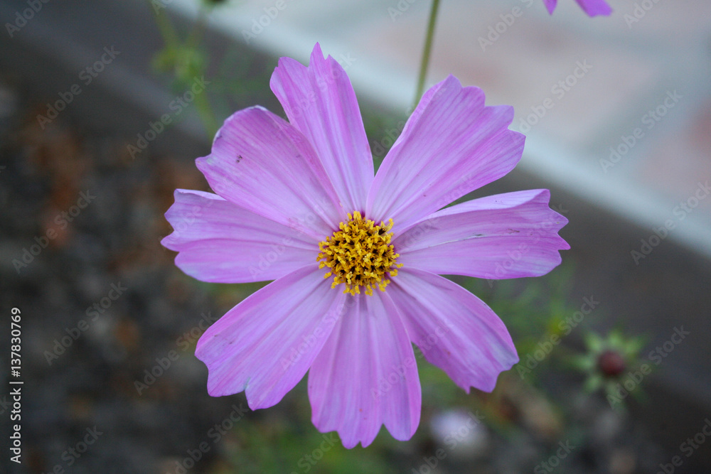 Obraz premium Flor 3