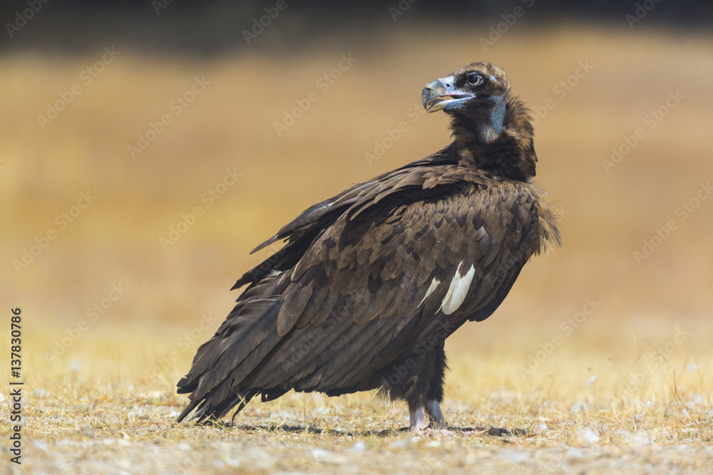 European Black vulture (Aegypius monachus) profile portrait on ground, Campanarios de Azaba Biological Reserve, a rewilding Europe area, Salamanca, Castilla y Leon, Spain European Black vulture (Aegypius monachus) profile portrait on ground, Campanarios de Azaba Biological Reserve, a rewilding Europe area, Salamanca, Castilla y Leon, Spain
