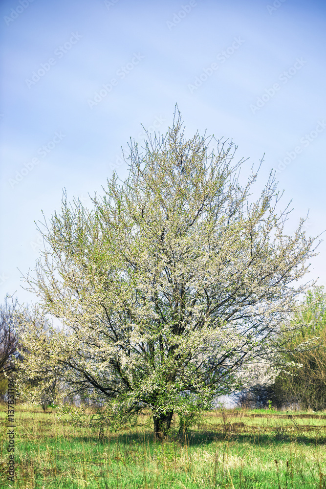 Blossoming apple tree with white flowers Blossoming apple tree with white flowers