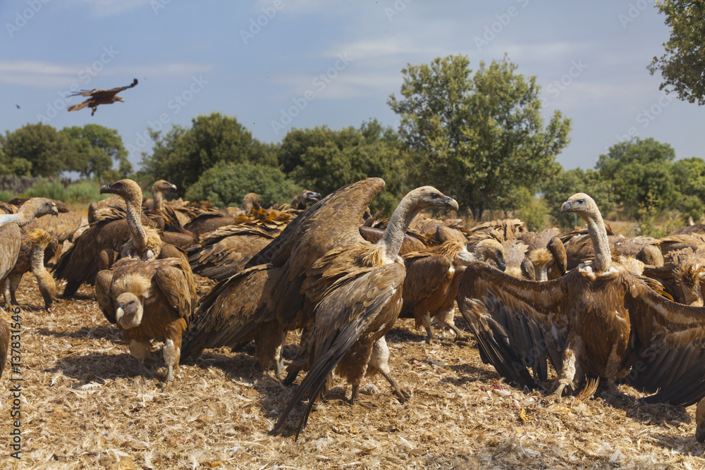 Griffon vulture (Gyps fulvus) in mass flock feeding frenzy, Campanarios de Azaba Biological Reserve, a rewilding Europe area, Salamanca, Castilla y Leon, Spain Griffon vulture (Gyps fulvus) in mass flock feeding frenzy, Campanarios de Azaba Biological Reserve, a rewilding Europe area, Salamanca, Castilla y Leon, Spain