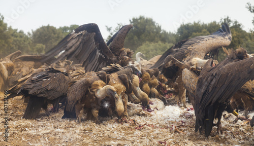 Griffon vultures (Gyps fulvus) and European black vultures (Aegypius monachus) in mass flock feed pon carcass, Campanarios de Azaba Biological Reserve, a rewilding Europe area, Salamanca, Castilla y Leon, Spain photo