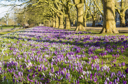 Wallpaper Mural Spring flowering crocuses ,A park in Szczecin where there is a carpet of crocuses in the spring. Torontodigital.ca