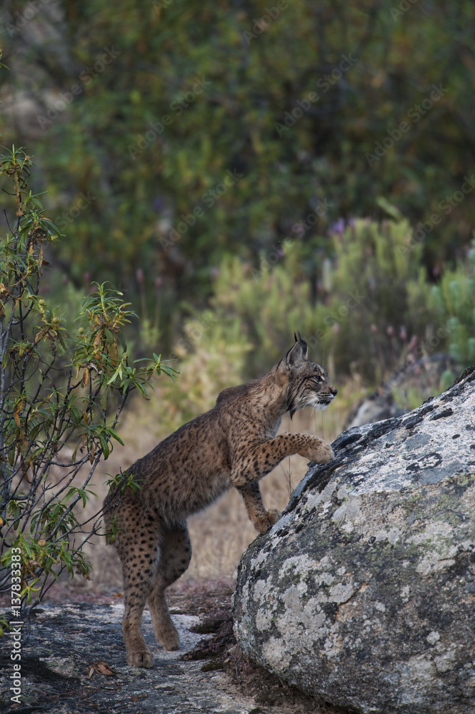 Wild Iberian lynx (Lynx pardinus) male, one year, climbing onto rock, Sierra de Andújar Natural Park, Mediterranean woodland of Sierra Morena, north east Jaén Province, Andalusia, Spain, April 2009, Critically endangered Wild Iberian lynx (Lynx pardinus) male, one year, climbing onto rock, Sierra de Andújar Natural Park, Mediterranean woodland of Sierra Morena, north east Jaén Province, Andalusia, Spain, April 2009, Critically endangered
