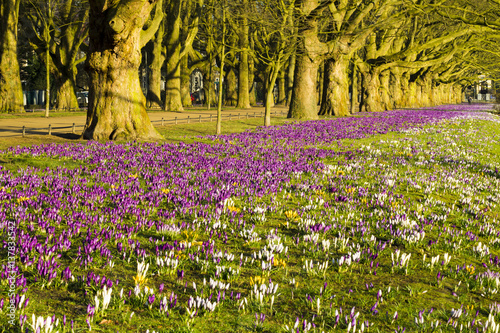 Spring flowering crocuses ,A park in Szczecin where there is a carpet of crocuses in the spring.