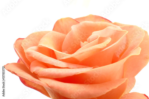 Rose Bl  te Hochzeit zart rose apricot lachs