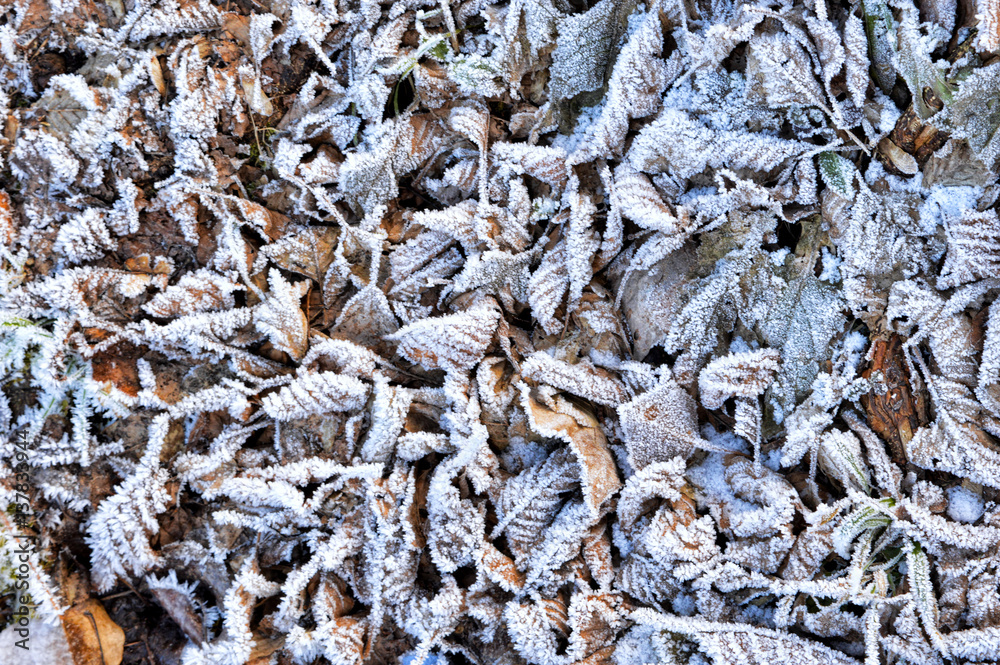 Winter landscape with snow and ice detail