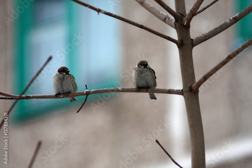 City birds - grey winter sparrows sitting on the tree branch on textured background