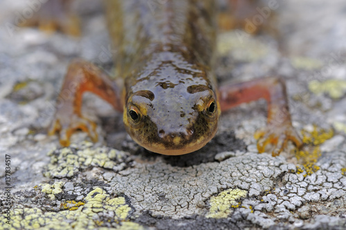 Palmate newt (Lissotriton helveticus) on lichen covered rock, living at 2,150m, Vall D´Incles, Andorra, June 2009 WWE OUTDOOR EXHIBITION. WWE BOOK