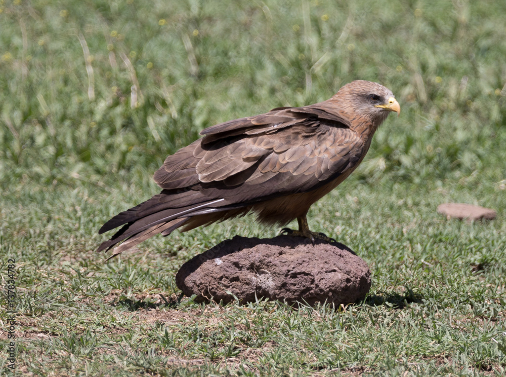 Raptor Raptor