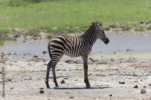 Fototapeta Naklejka Na Ścianę i Meble -  Baby Zebra