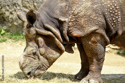 Indisches Panzernashorn - Rhinozeros