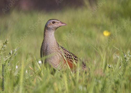 Corncrake (Crex crex) portrait, Tory Island, County Donegal, Ireland, June 2009