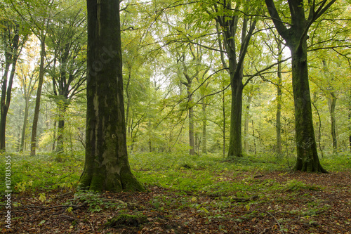 green woodland