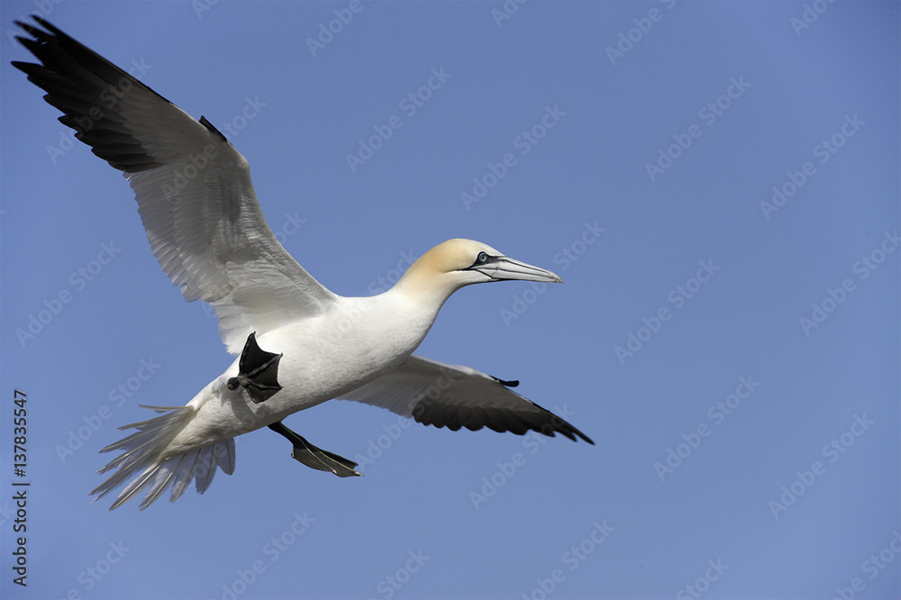 Gannet (Morus bassanus) in flight, Saltee Islands, County Wexford, Ireland, June 2009 Gannet (Morus bassanus) in flight, Saltee Islands, County Wexford, Ireland, June 2009