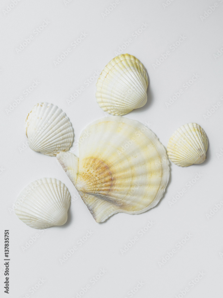 Different shells on a white background. Different shells on a white background.